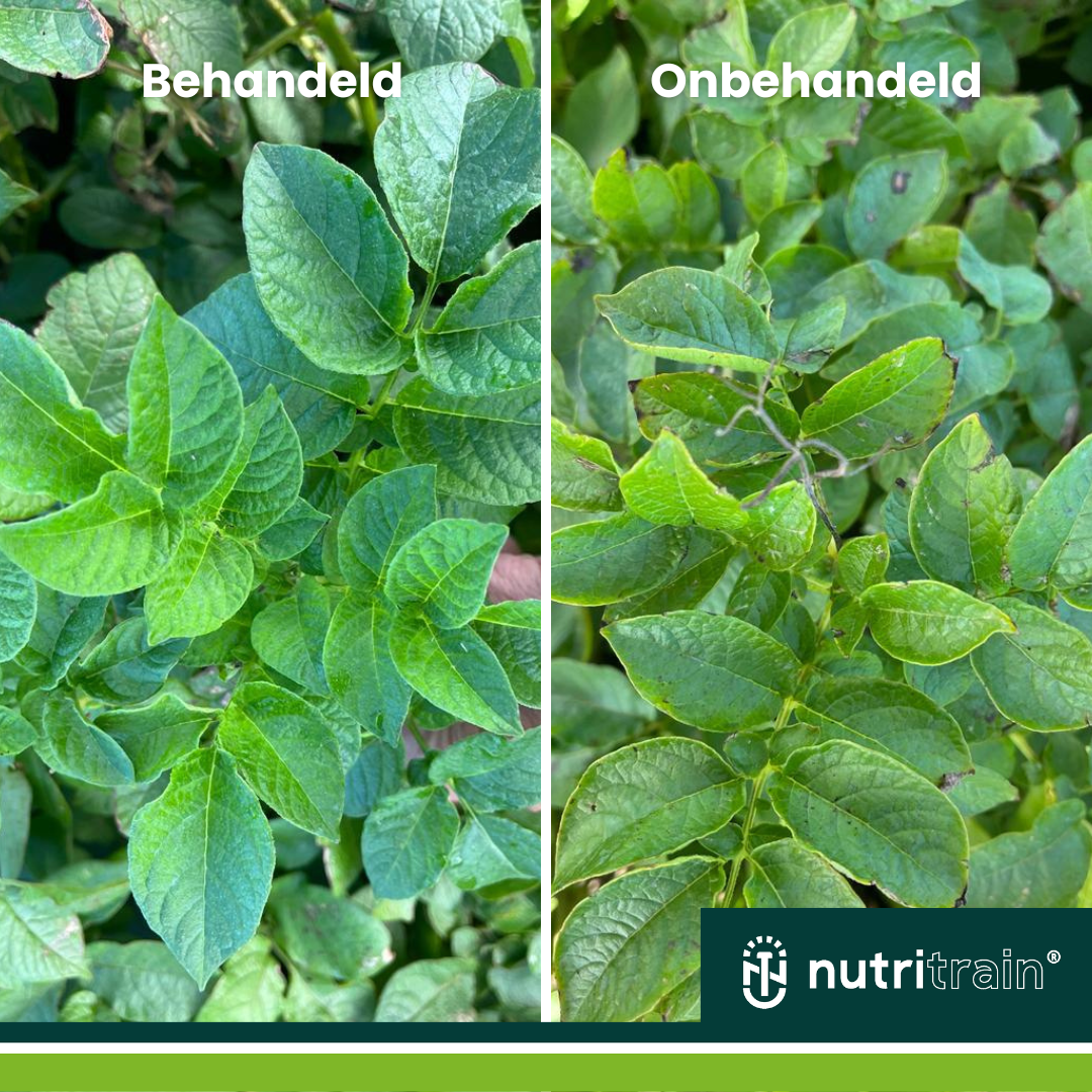 Phytophthora in potatoes!